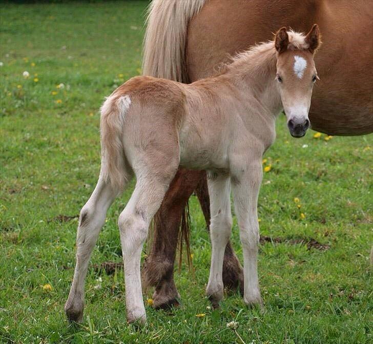 Haflinger Athæus mbm - Baby-Athæus <3 billede 16