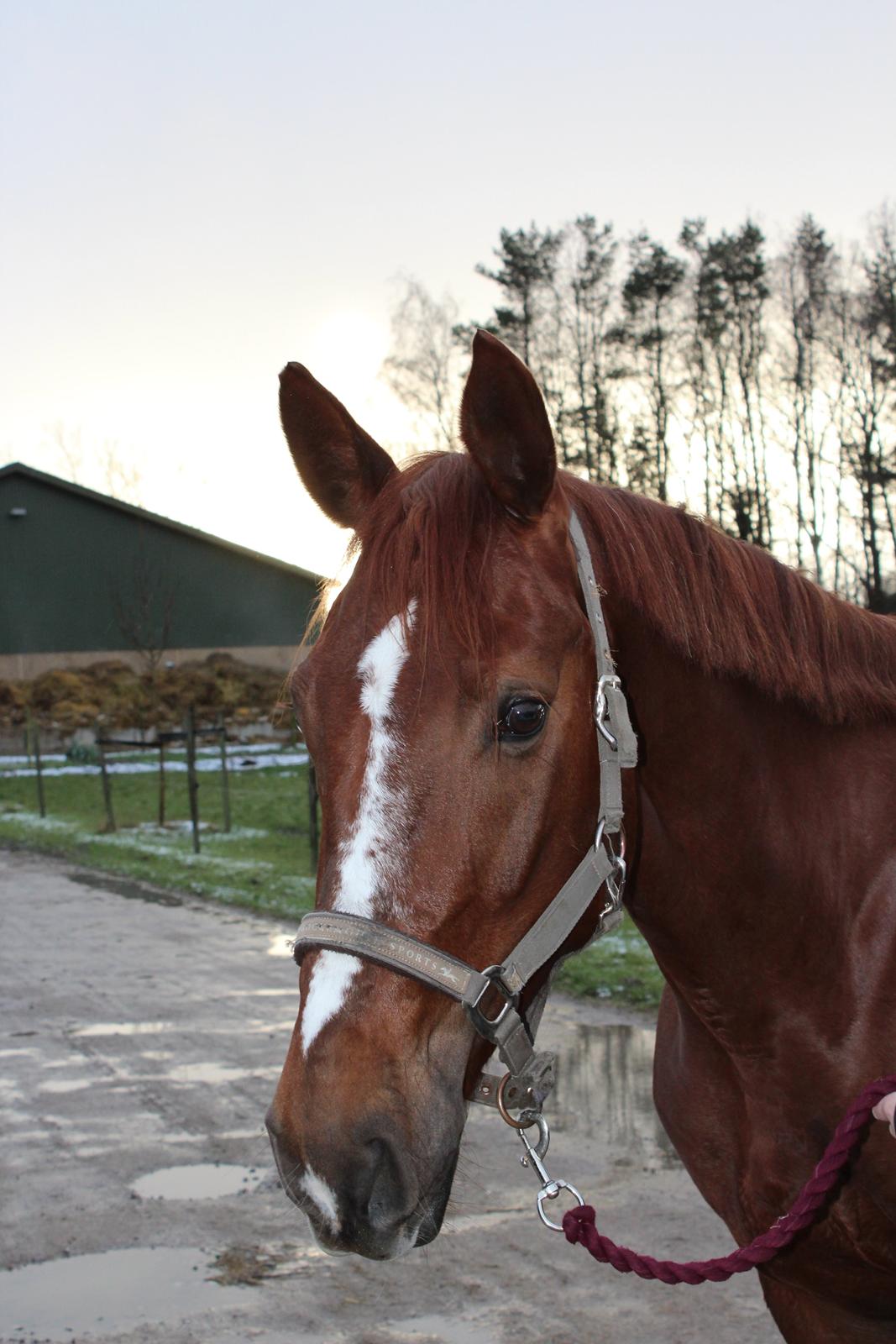 Anden særlig race Lady billede 2