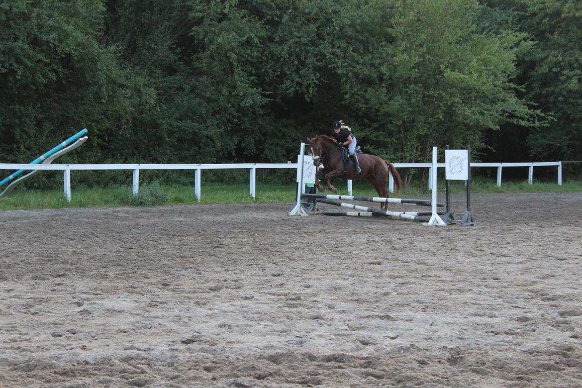 Anden særlig race Lady billede 10
