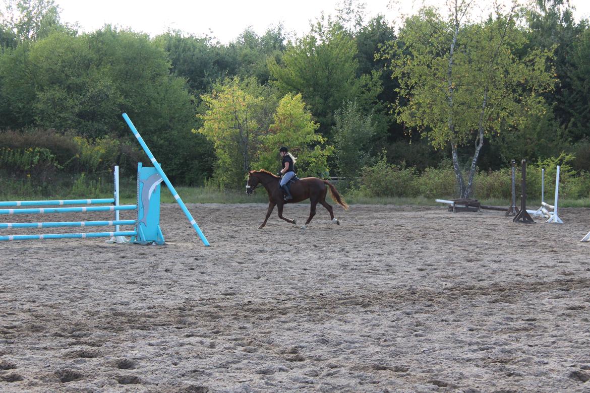 Anden særlig race Lady billede 11