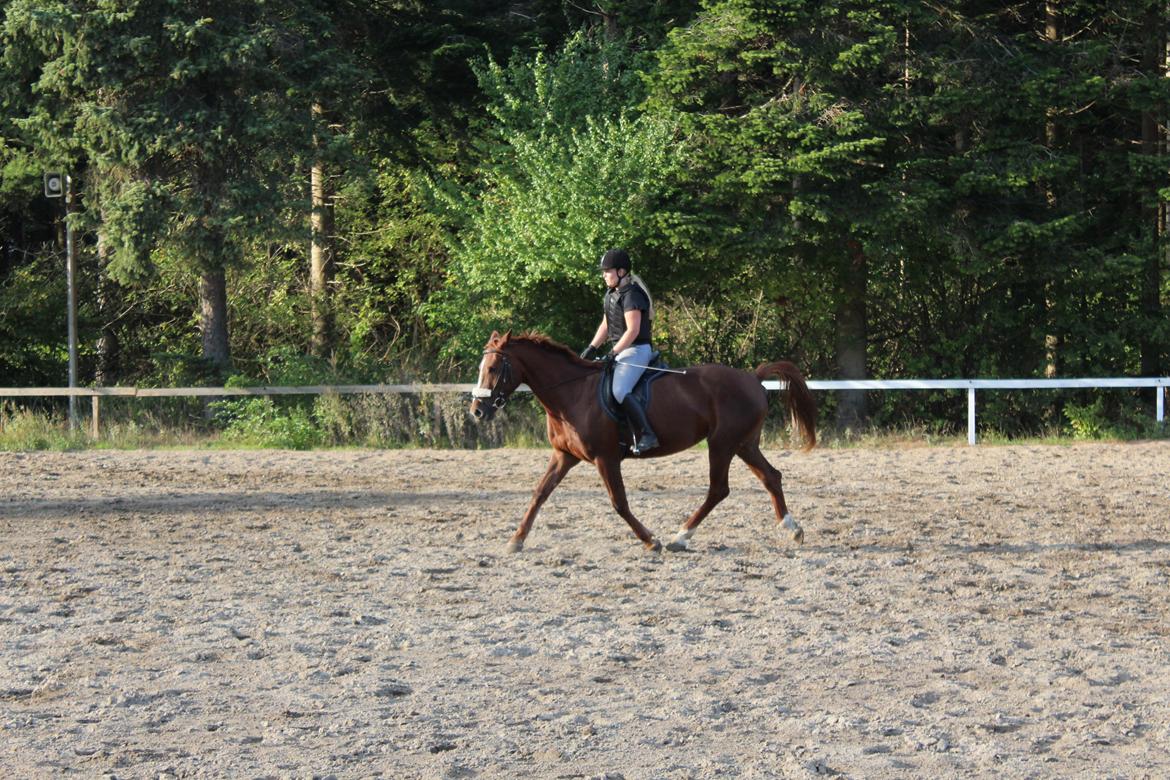 Anden særlig race Lady billede 9
