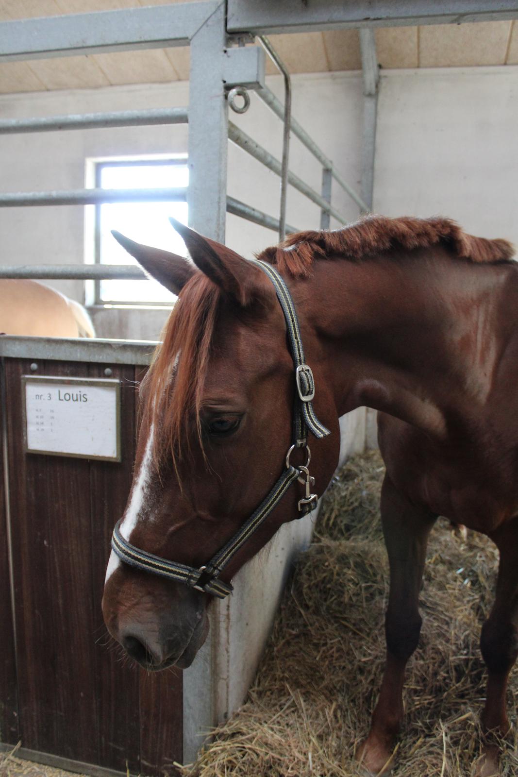 Anden særlig race Lady billede 13