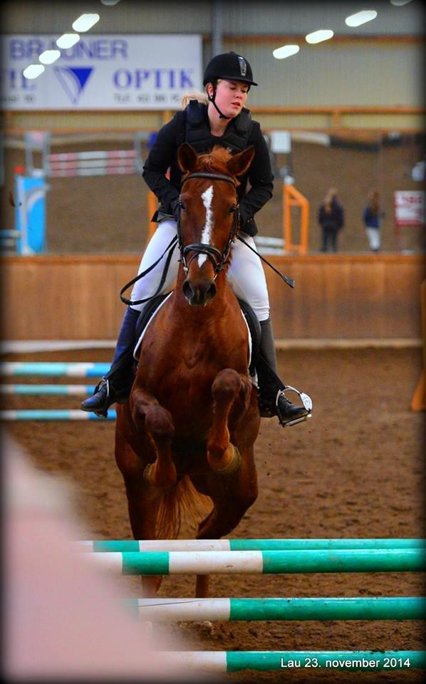 Anden særlig race Lady - Første stævne. Hun var en total kylling :D billede 14