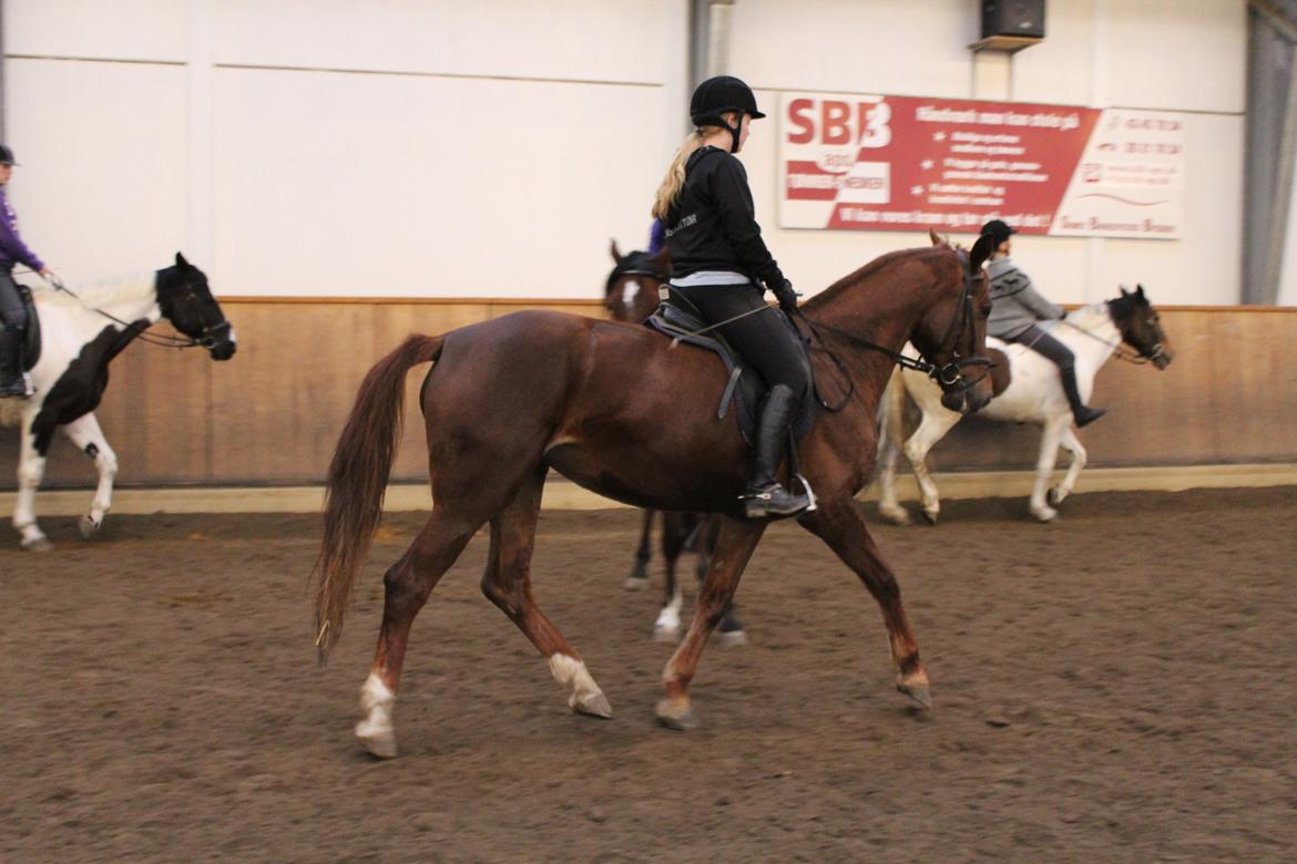 Anden særlig race Lady billede 16