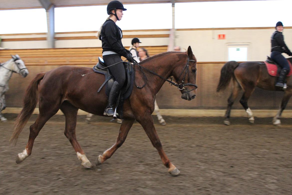 Anden særlig race Lady billede 17