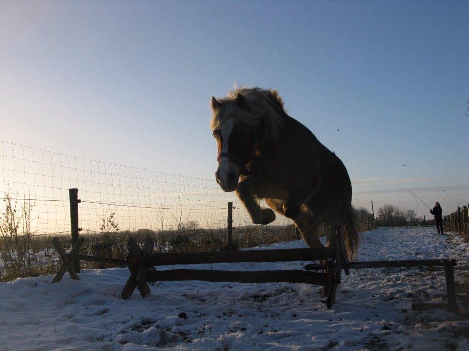 Haflinger Bella (Tysk navn: Bubles) SOLGT :-( billede 2