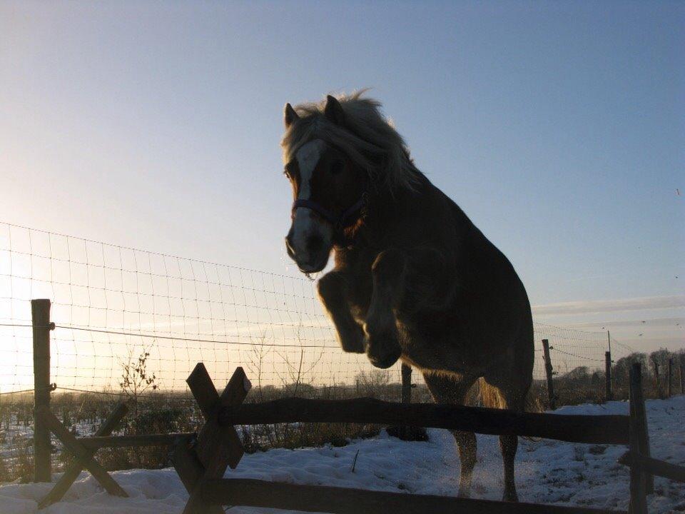 Haflinger Bella (Tysk navn: Bubles) SOLGT :-( billede 3