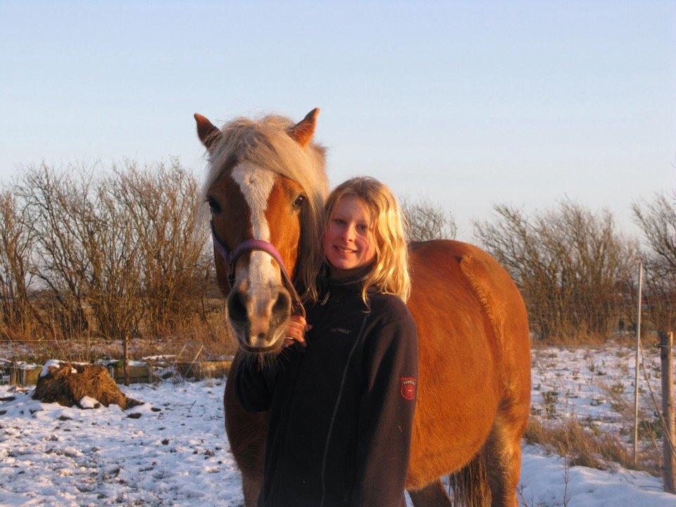 Haflinger Bella (Tysk navn: Bubles) SOLGT :-( billede 1