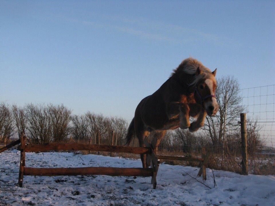 Haflinger Bella (Tysk navn: Bubles) SOLGT :-( billede 5