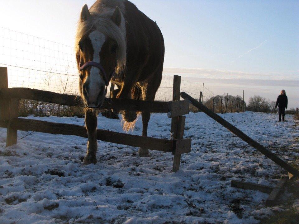 Haflinger Bella (Tysk navn: Bubles) SOLGT :-( billede 4