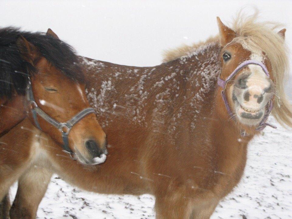 Haflinger Bella (Tysk navn: Bubles) SOLGT :-( billede 6