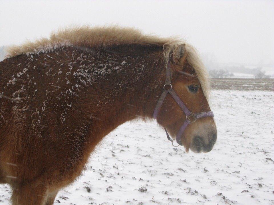 Haflinger Bella (Tysk navn: Bubles) SOLGT :-( billede 7