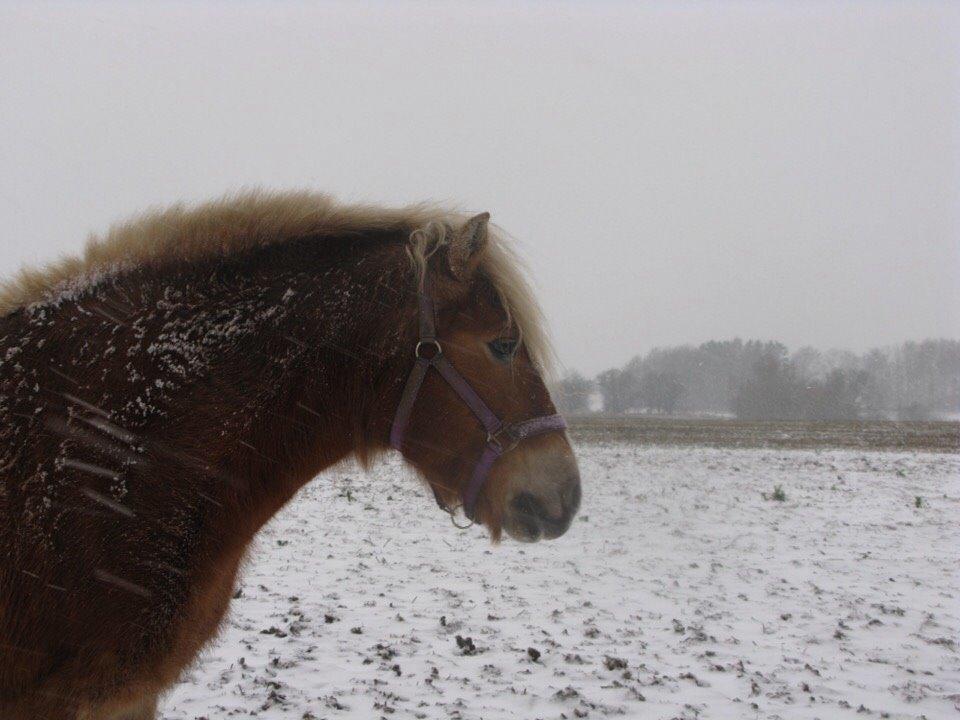 Haflinger Bella (Tysk navn: Bubles) SOLGT :-( billede 9