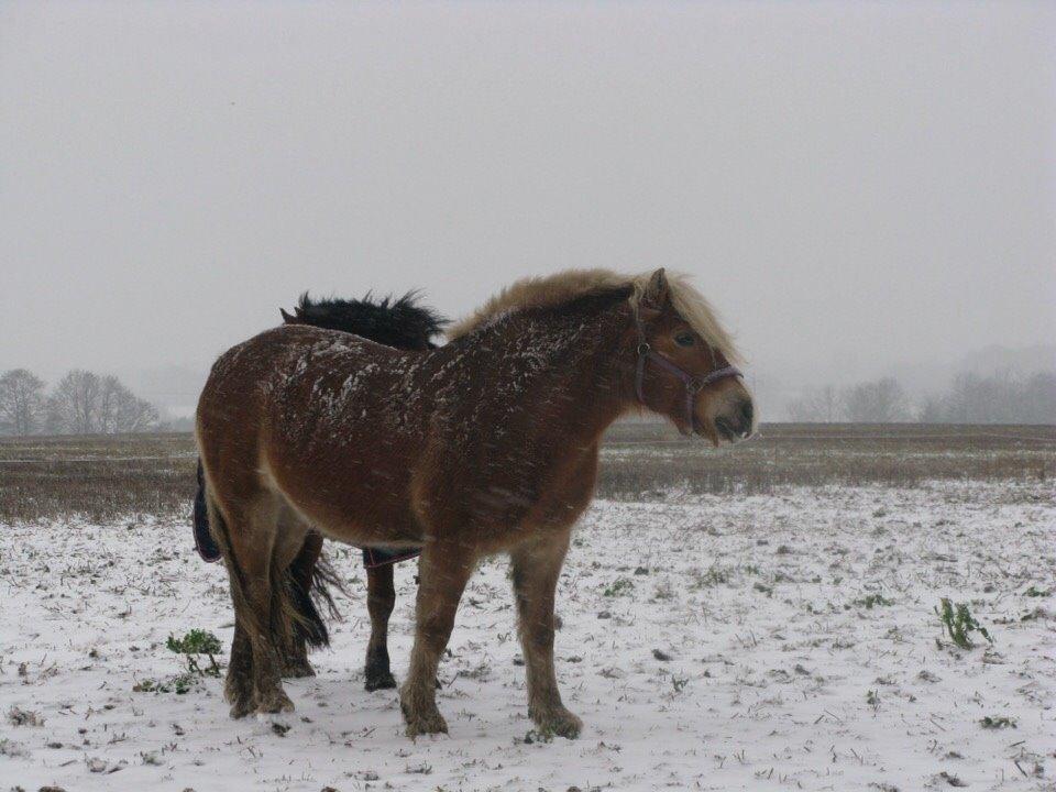 Haflinger Bella (Tysk navn: Bubles) SOLGT :-( billede 10