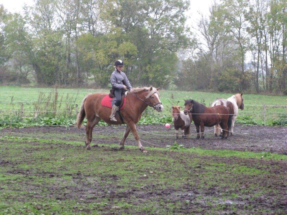 Haflinger Bella (Tysk navn: Bubles) SOLGT :-( billede 12