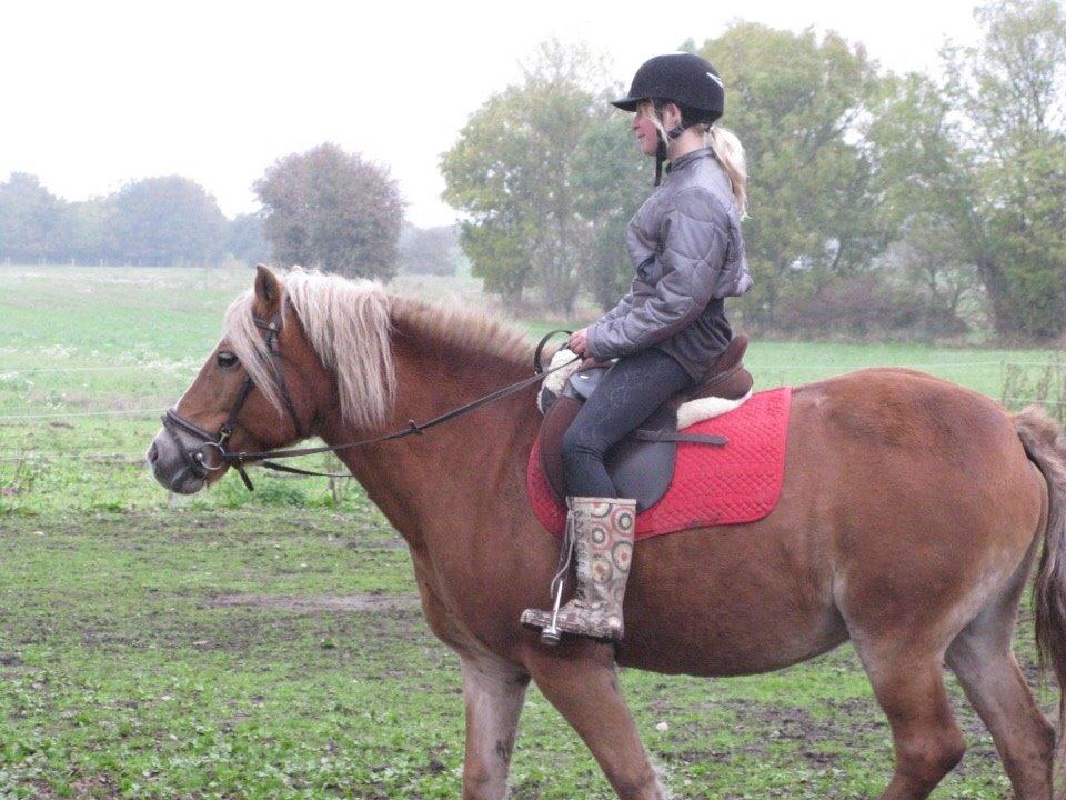 Haflinger Bella (Tysk navn: Bubles) SOLGT :-( billede 13