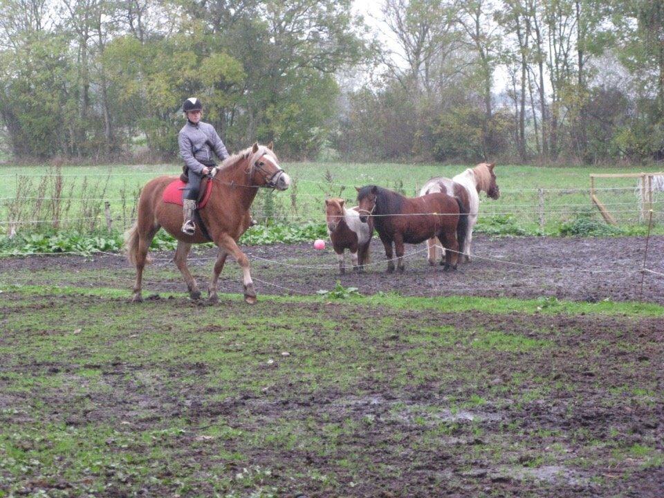 Haflinger Bella (Tysk navn: Bubles) SOLGT :-( billede 15