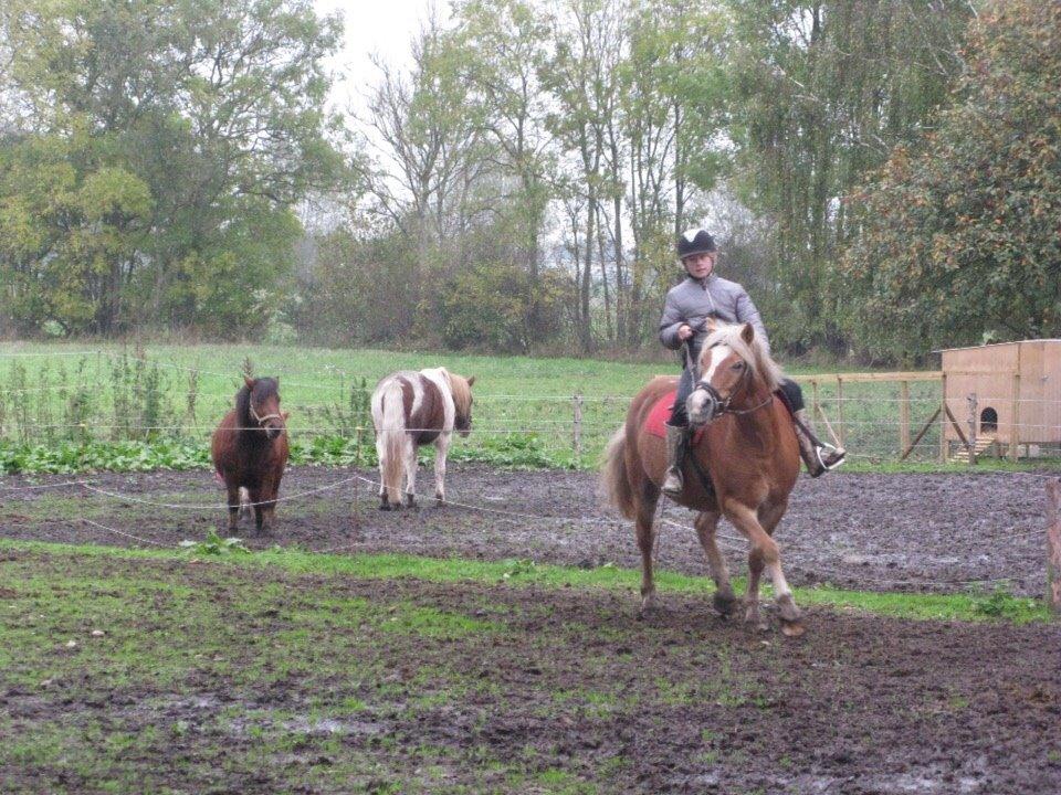 Haflinger Bella (Tysk navn: Bubles) SOLGT :-( billede 16