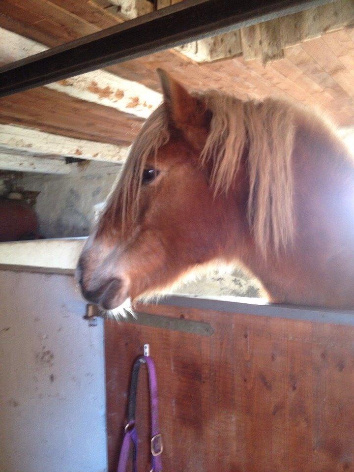 Haflinger Bella (Tysk navn: Bubles) SOLGT :-( billede 18