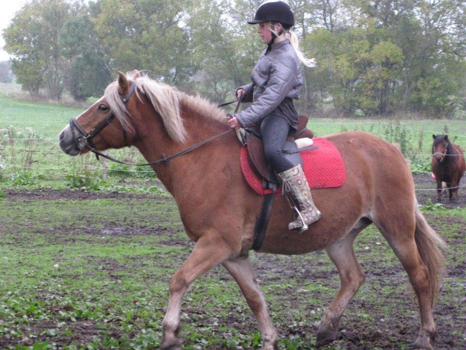 Haflinger Bella (Tysk navn: Bubles) SOLGT :-( billede 17