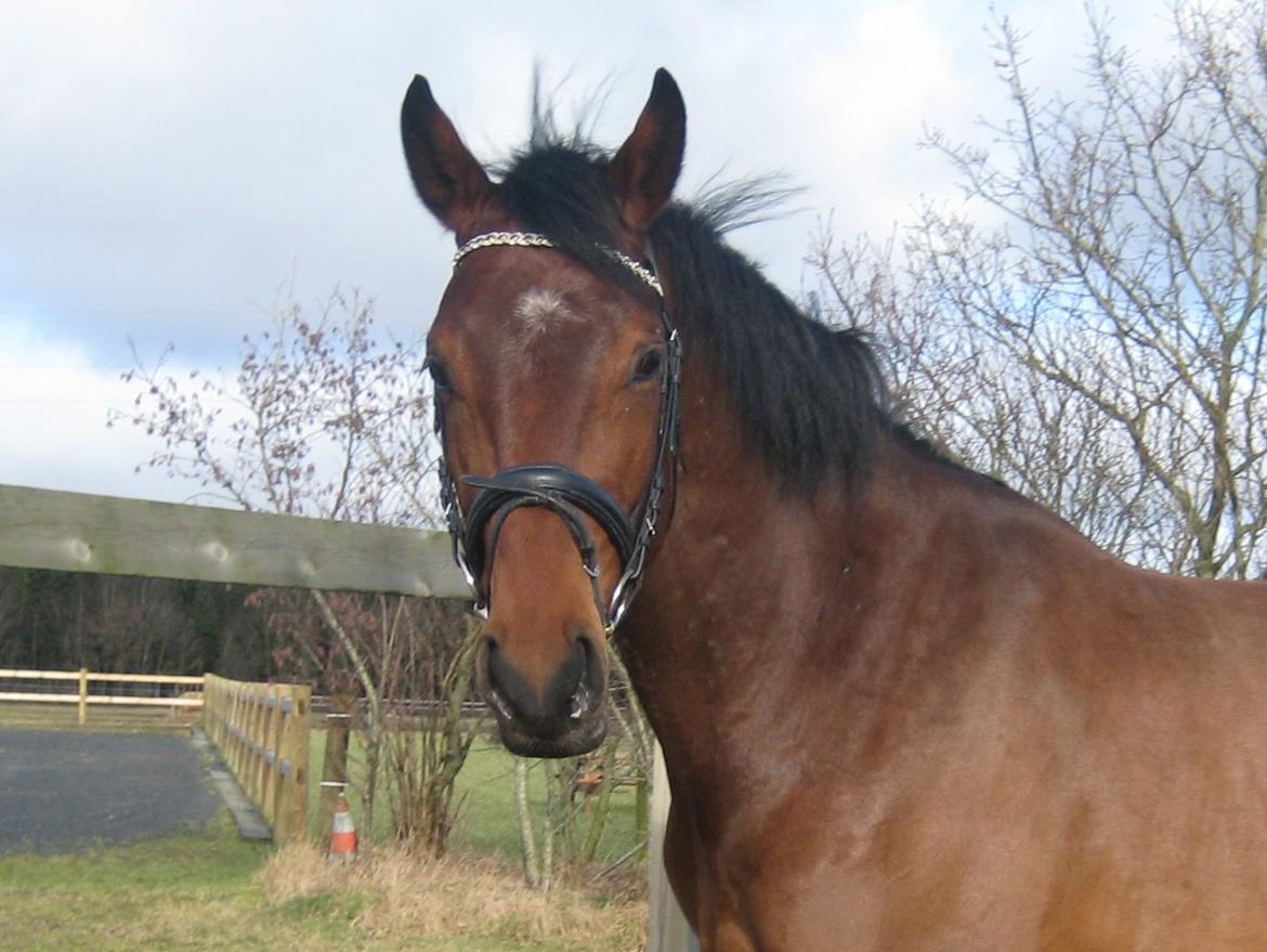 Dansk Varmblod Focus billede 8