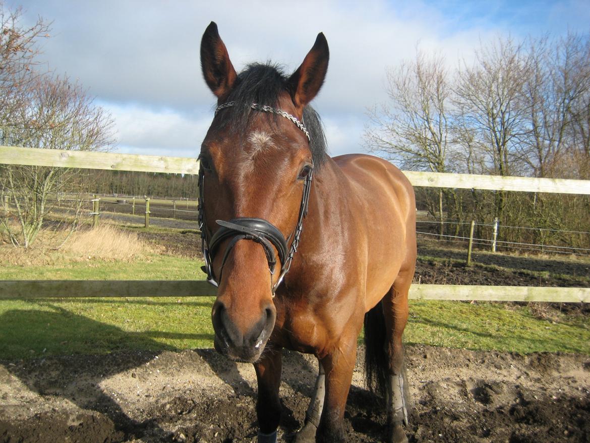 Dansk Varmblod Focus billede 5