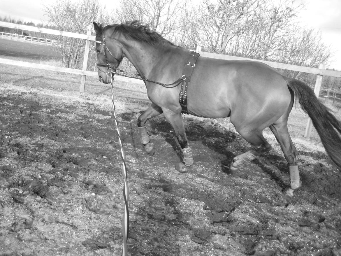 Dansk Varmblod Focus billede 10