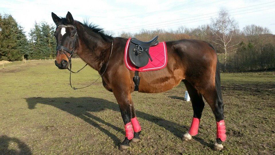 Dansk Varmblod SCHWANTE - D. 10 februar 2015 efter første skridttur efter 3måneder uden ridning billede 2