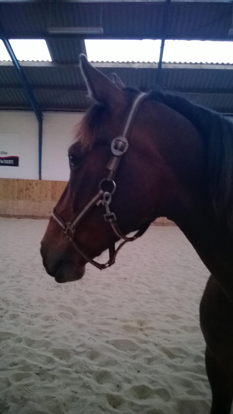 Anden særlig race Fabian R:I:P - Første gang jeg havde ham i ridehus 2/9-2014 billede 2