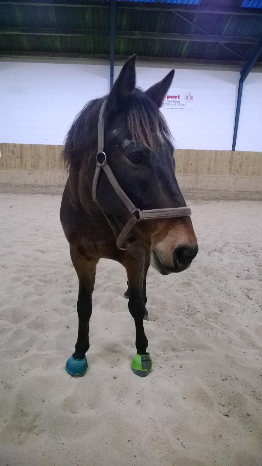 Anden særlig race Fabian R:I:P - 2 gang jeg havde ham i ridehus 2/11-2014 billede 3