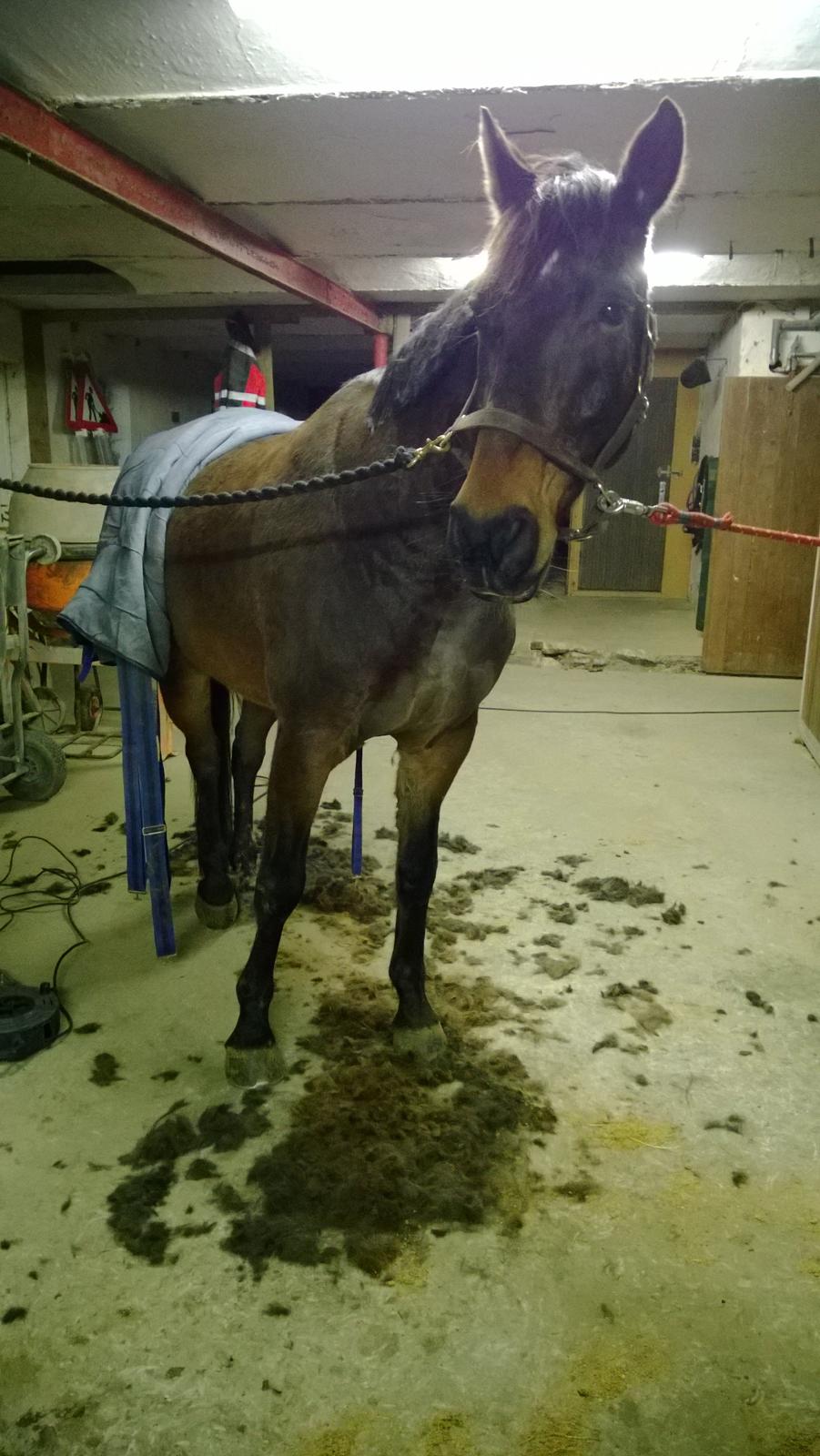 Anden særlig race Fabian R:I:P - 4/12 -2014. Da jeg endelig havde fået ham hjem og han var min. Havde været ude og ride på ham dagen før, der blev han noget varm med hans islænderpæls. Så lød den på fuldklip :-) billede 5