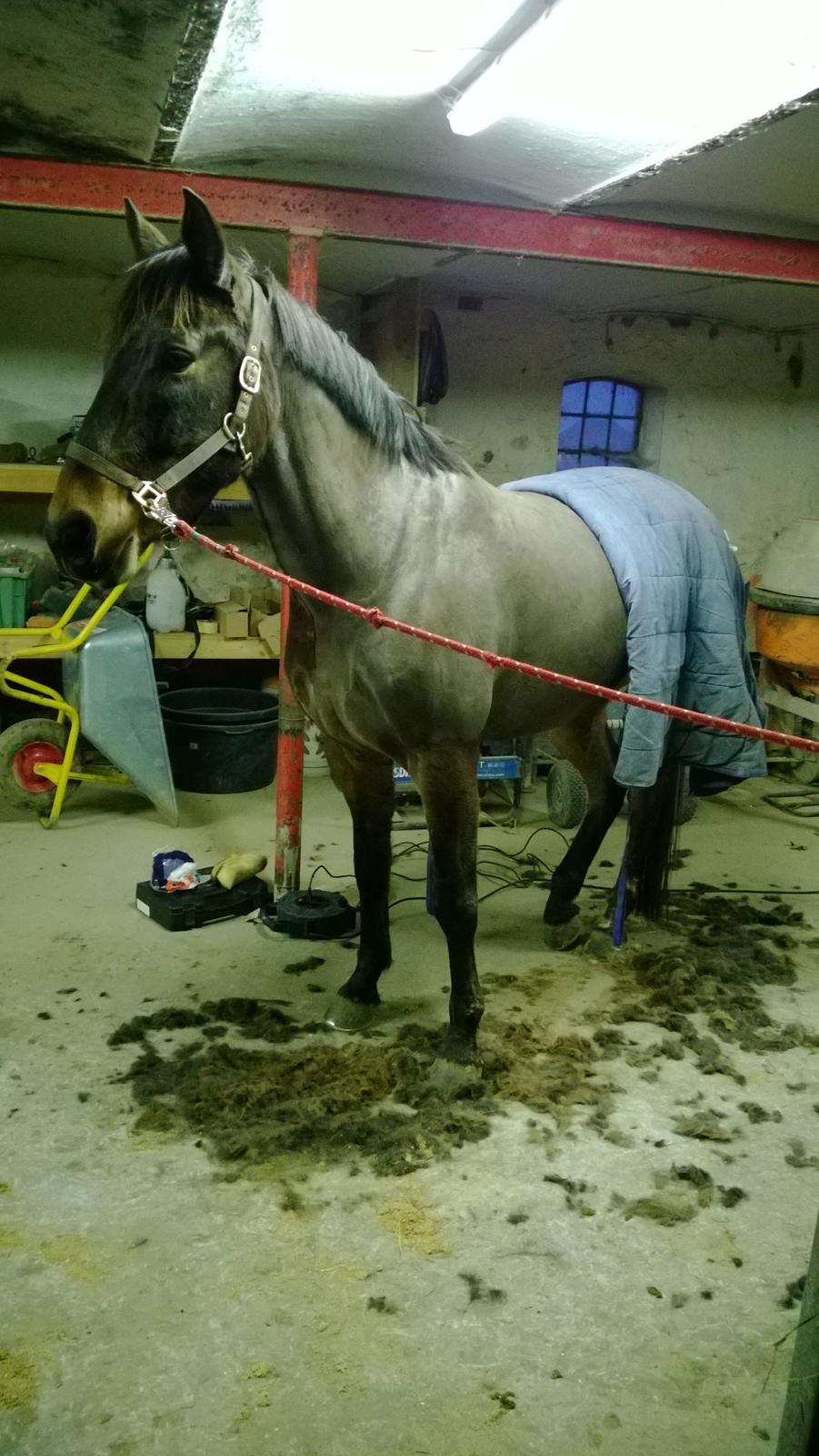 Anden særlig race Fabian R:I:P - 4/12 -2014. Da jeg endelig havde fået ham hjem og han var min. Havde været ude og ride på ham dagen før, der blev han noget varm med hans islænderpæls. Så lød den på fuldklip :-) billede 6