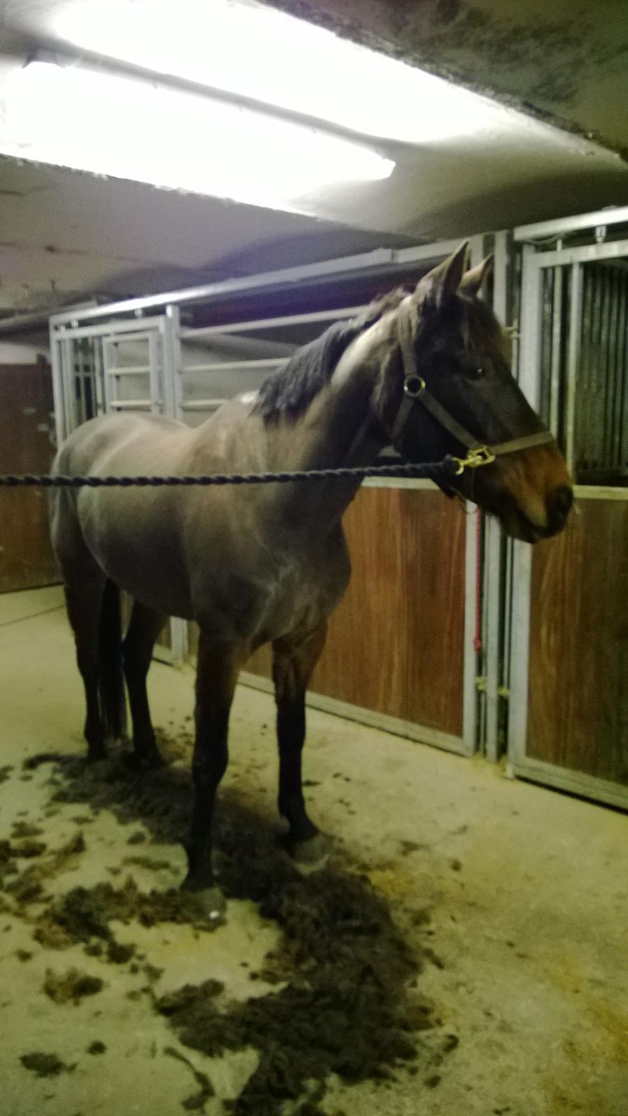 Anden særlig race Fabian R:I:P - 4/12 -2014. Da jeg endelig havde fået ham hjem og han var min. Havde været ude og ride på ham dagen før, der blev han noget varm med hans islænderpæls. Så lød den på fuldklip :-) billede 7