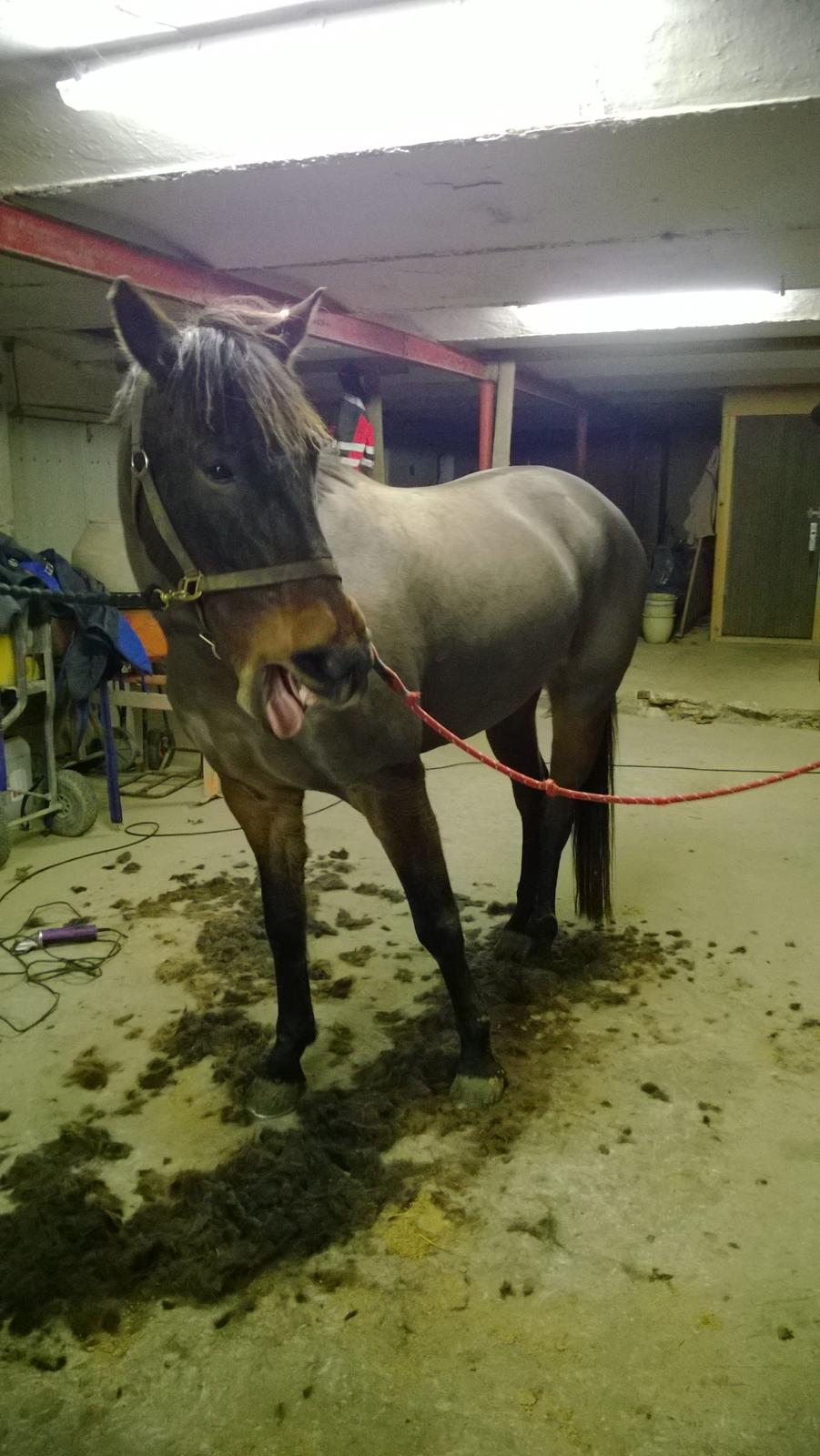 Anden særlig race Fabian R:I:P - 4/12 -2014. Da jeg endelig havde fået ham hjem og han var min. Havde været ude og ride på ham dagen før, der blev han noget varm med hans islænderpæls. Så lød den på fuldklip :-) HVAAAA er vi ikke snart færdige :D  billede 8