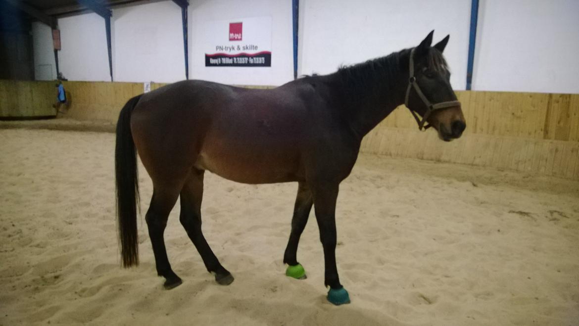 Anden særlig race Fabian R:I:P - Anden gang jeg havde ham i ridehus 2/11-2014 billede 4