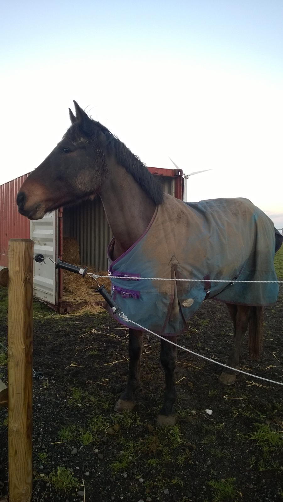 Anden særlig race Fabian R:I:P - Fabbe på fold 16/12- 2014 billede 10