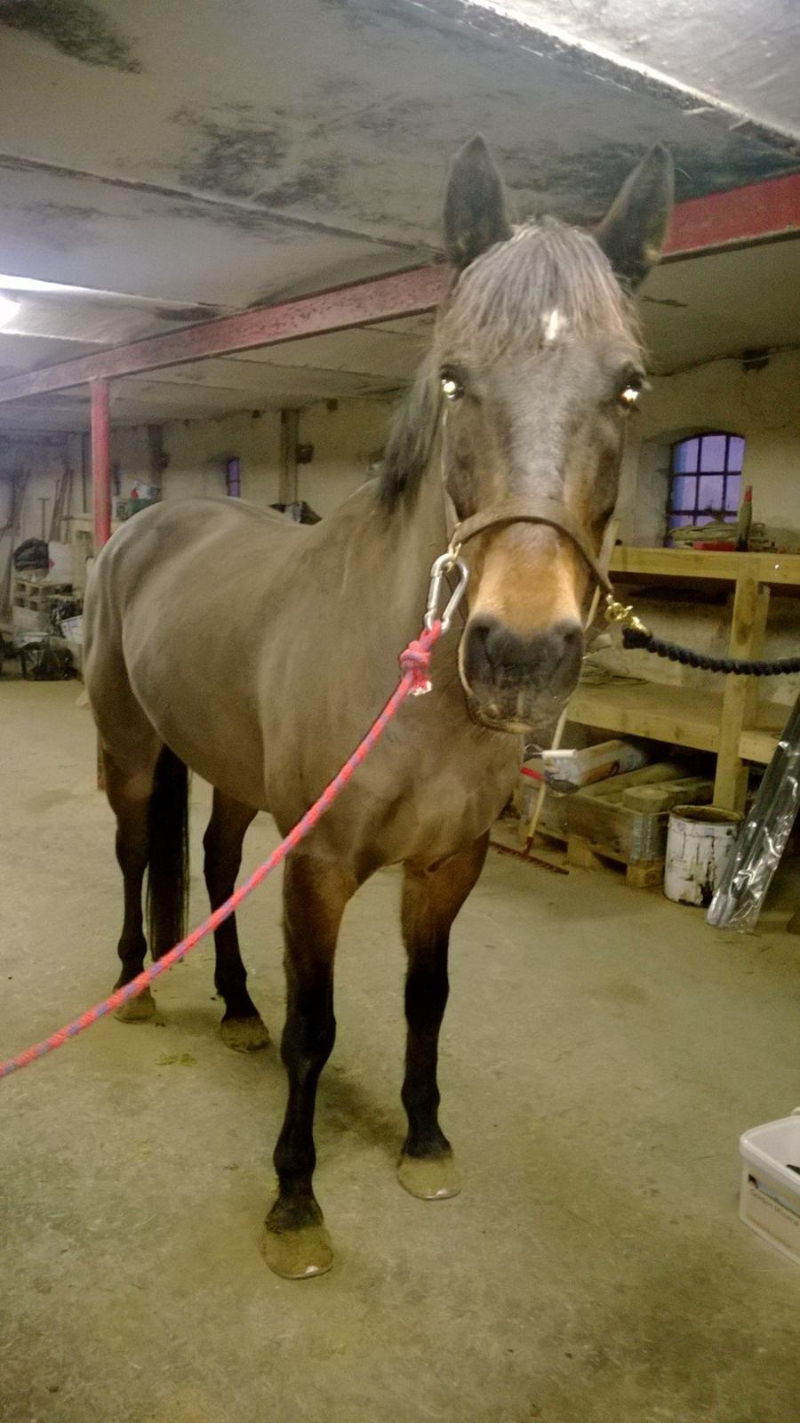 Anden særlig race Fabian R:I:P - Havde ham lige ude og strigle ham 27/1- 2014. Sikke meget der er sket med ham på så kort tid, sikke en helt anden pæls og muskel opsætning <3 billede 11