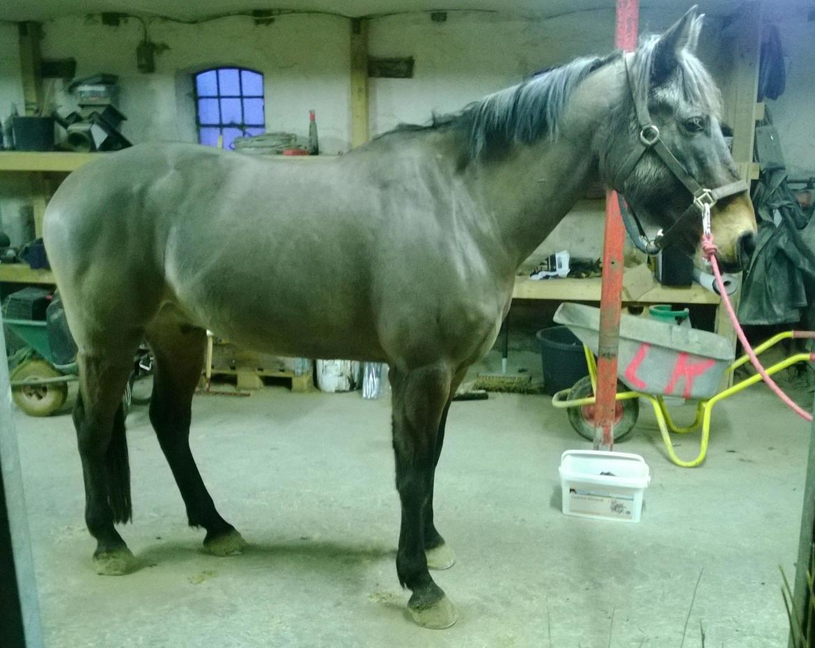 Anden særlig race Fabian R:I:P - Havde ham lige ude og strigle ham 27/1- 2014. Sikke meget der er sket med ham på så kort tid, sikke en helt anden pæls og muskel opsætning <3 billede 12