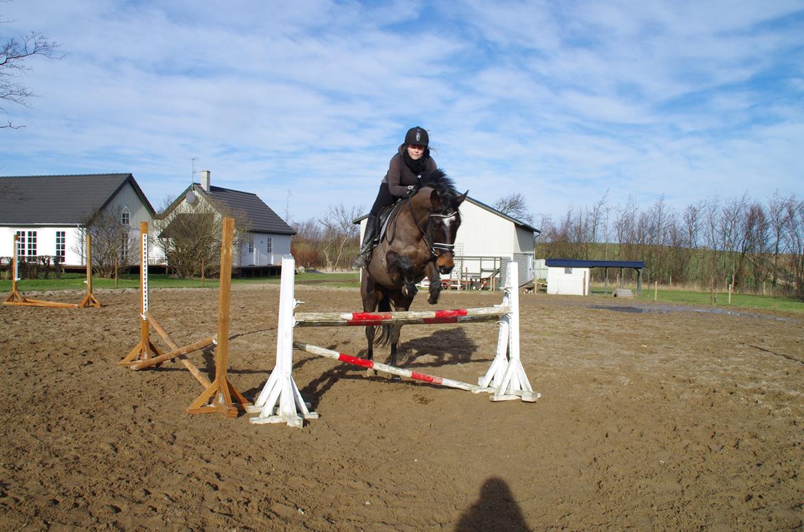 Dansk Varmblod Baunehøjens Fürst Flügger - feb.2015 billede 12