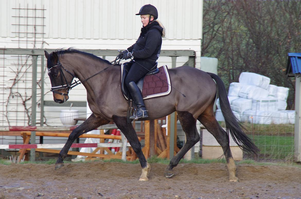 Dansk Varmblod Baunehøjens Fürst Flügger - jan. 2015 billede 2