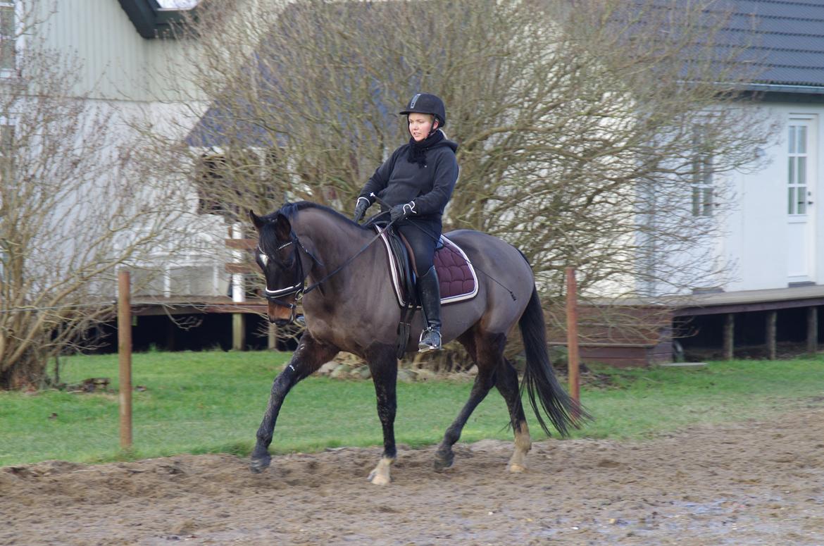 Dansk Varmblod Baunehøjens Fürst Flügger - jan. 2015 billede 10
