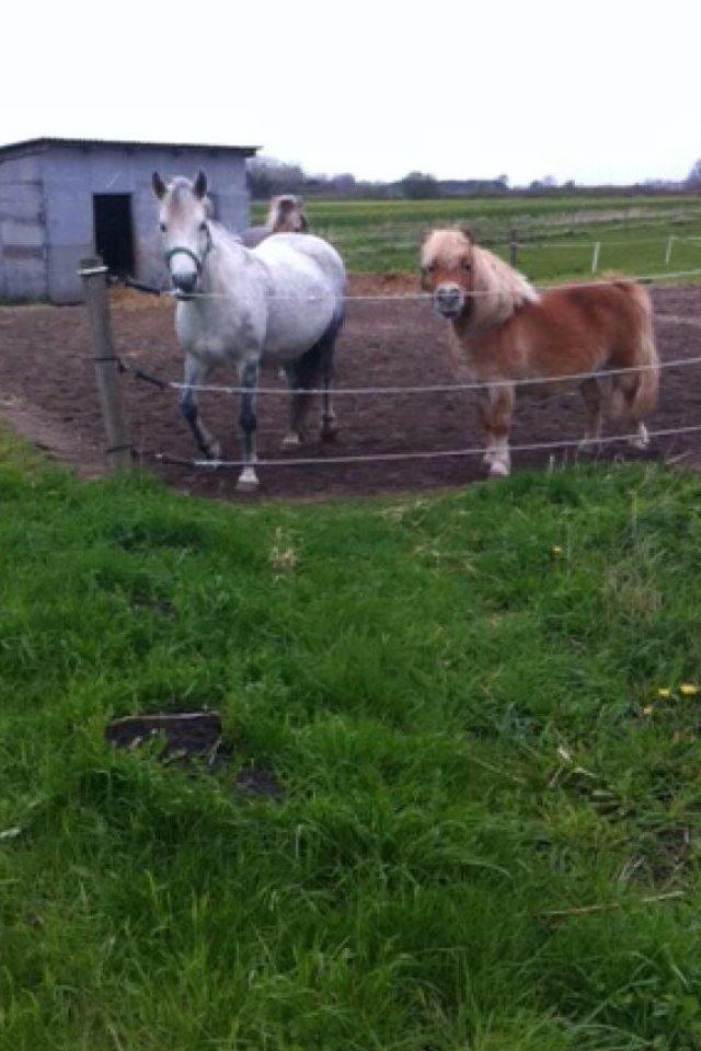 Anden særlig race Collexion billede 14