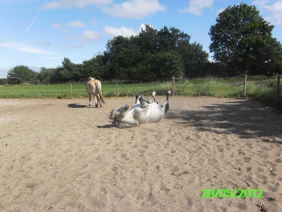 Anden særlig race Collexion billede 11