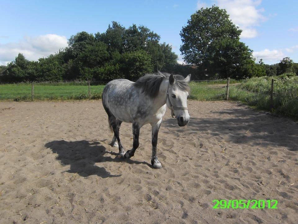 Anden særlig race Collexion billede 12