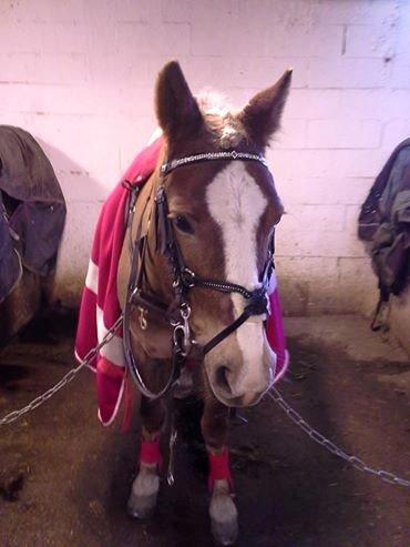 Anden særlig race Salvador billede 44