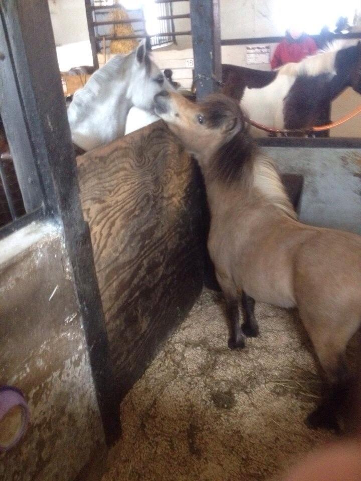 Dansk Miniature Kalle - Lånt af veninde billede 1