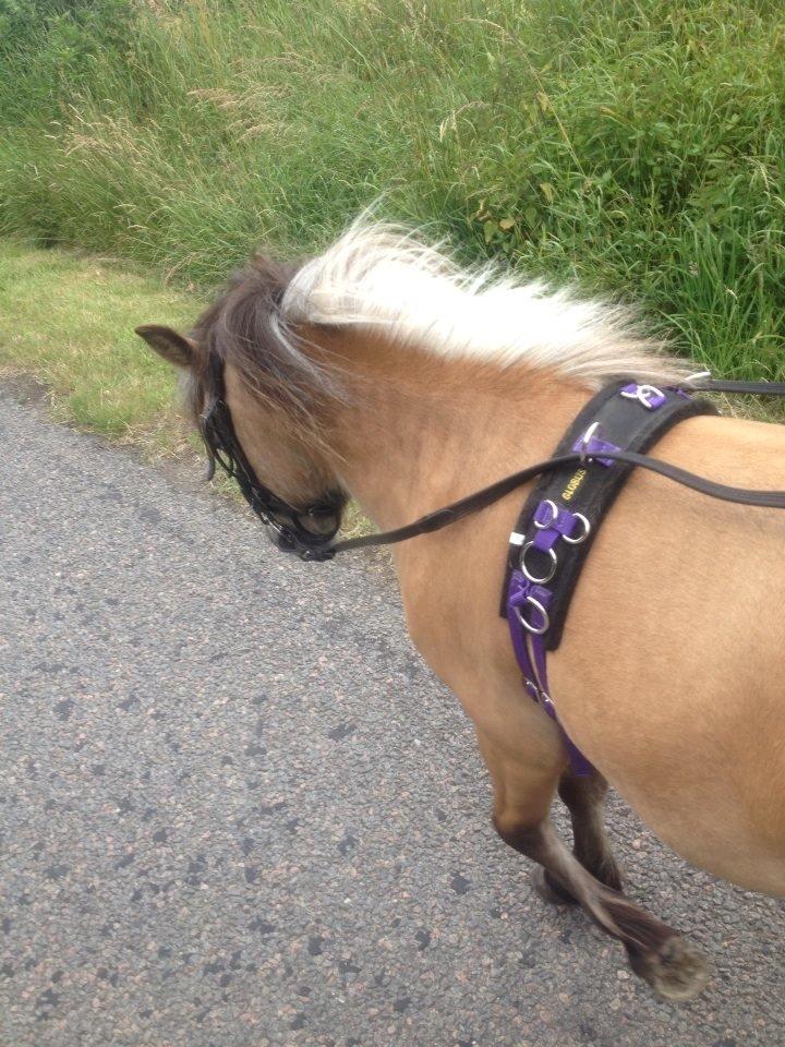 Dansk Miniature Kalle - Lånt af veninde billede 6