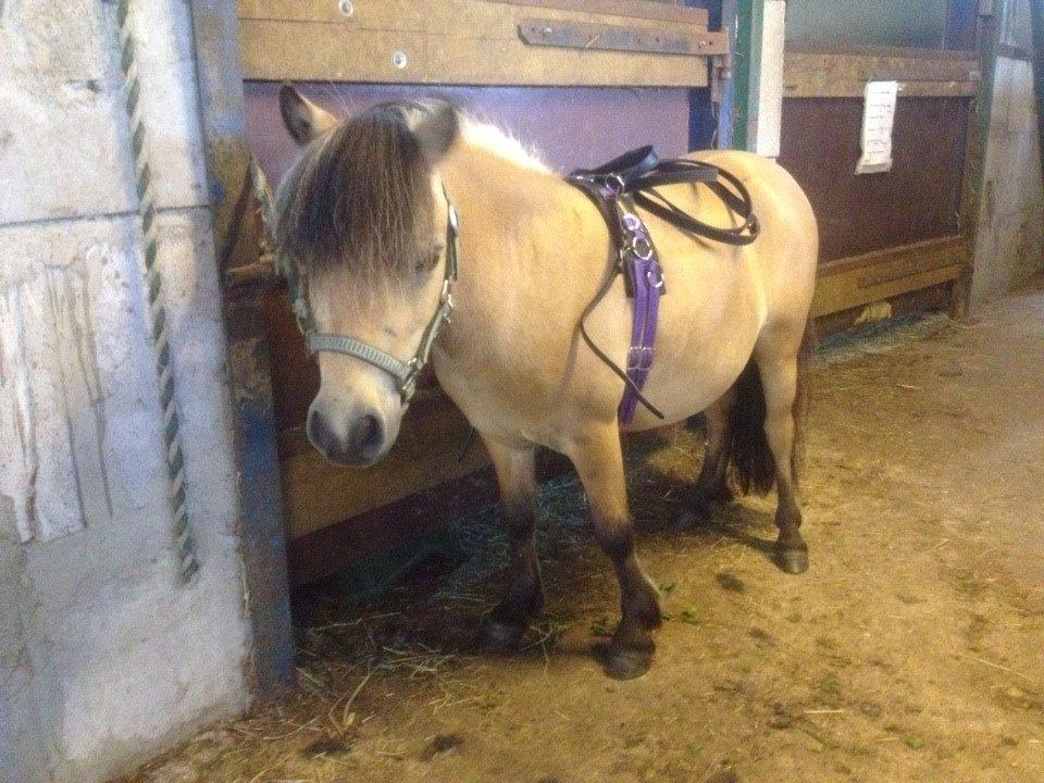 Dansk Miniature Kalle - Lånt af veninde billede 7