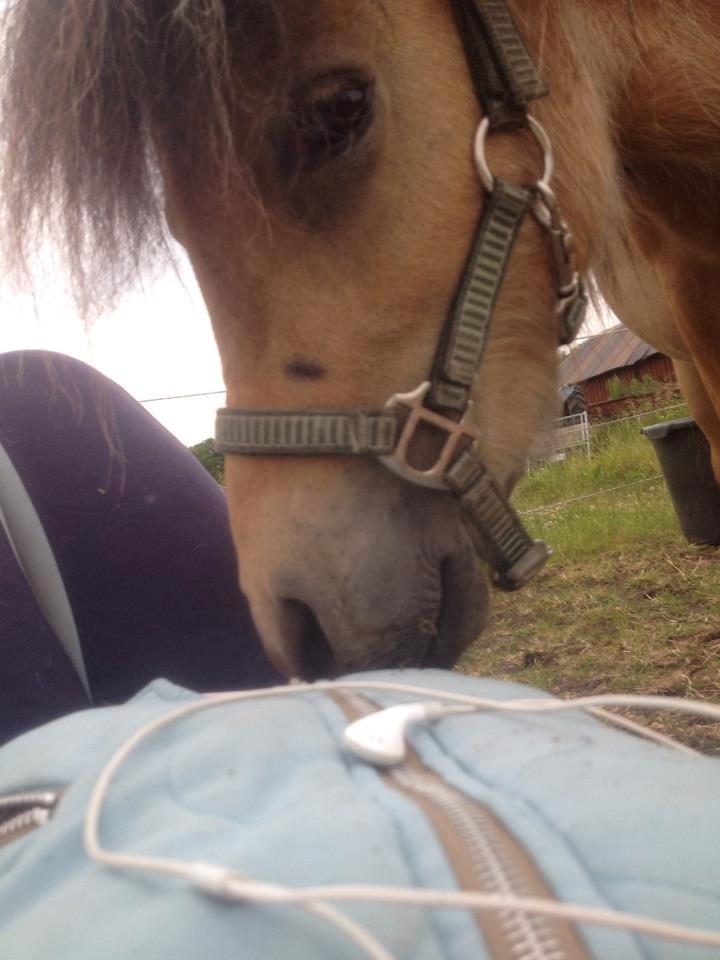 Dansk Miniature Kalle - Lånt af veninde billede 8