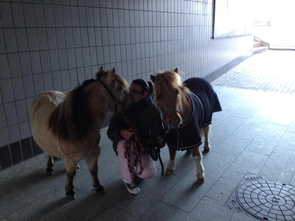 Dansk Miniature Kalle - Lørdagstur i Vejen by :) billede 10